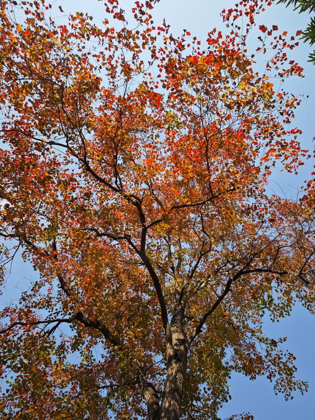 到柳东龙湖，走进一季的“黄橙红绿”→