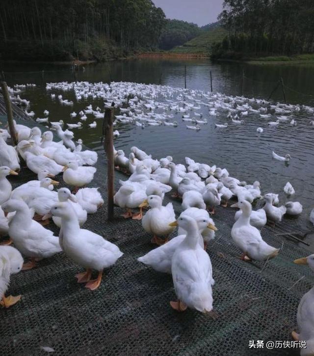 活鸭上百元一只，做成烤鸭才25元！哪来的利润？能放心吃吗？