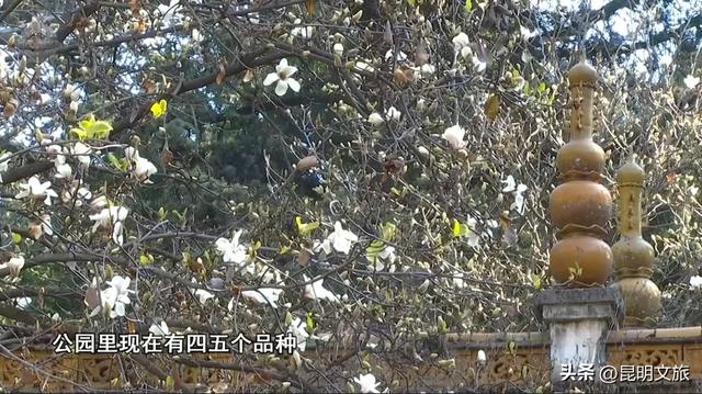 冬日暖阳正好~昆明这里的玉兰初放，一起来乐享静时光