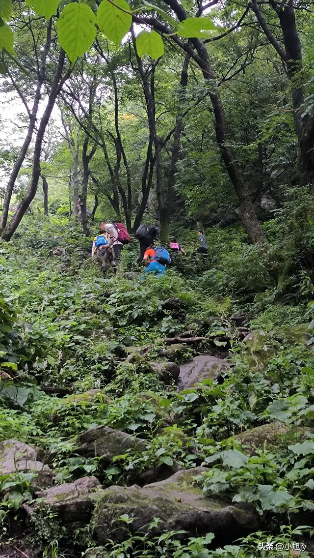来呀，去白云山看金莲花，辽阳县大黑山风景区境内的白云山