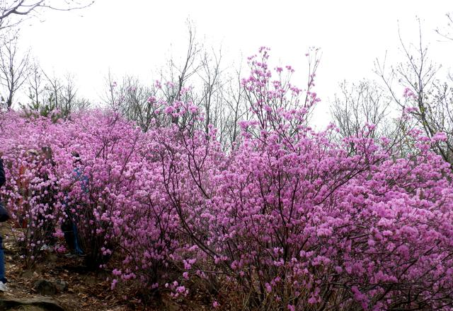 闻名省内外的“本溪地区最大的野生映山红花海”即将迎来观赏季