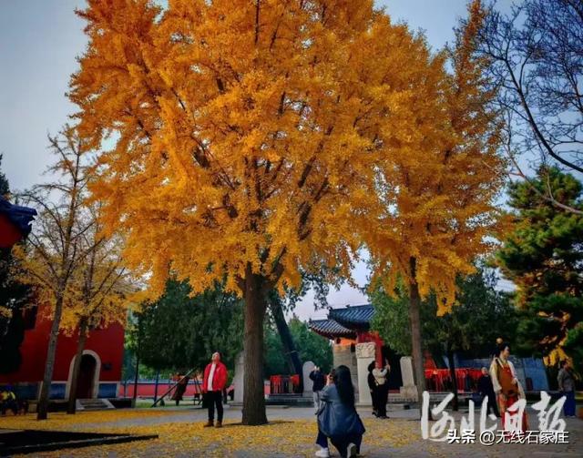 石家庄市新华区丨银杏金黄引客来 市民赏景享盛宴