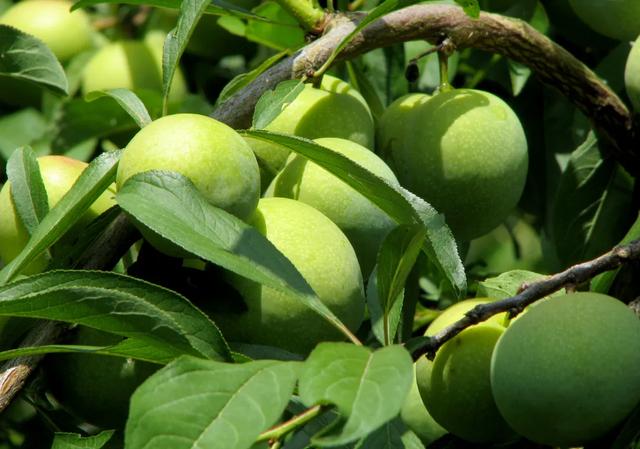 长江边上最魔幻的山城，重庆市区出发2小时直达，烤鱼火了六千年