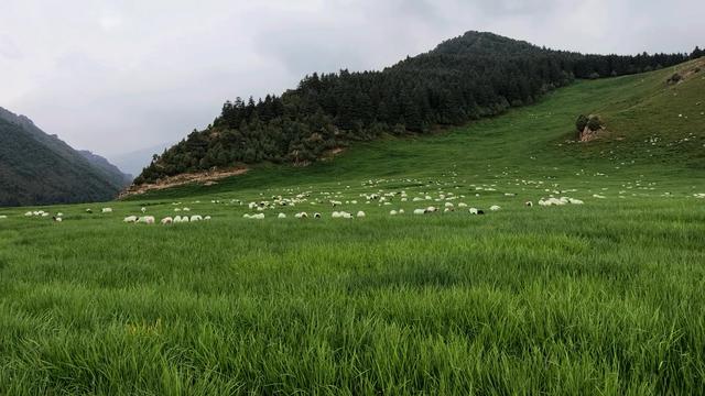 陇上行（九）走过马兰花大草原，想起了儿时的记忆！（7月28日）