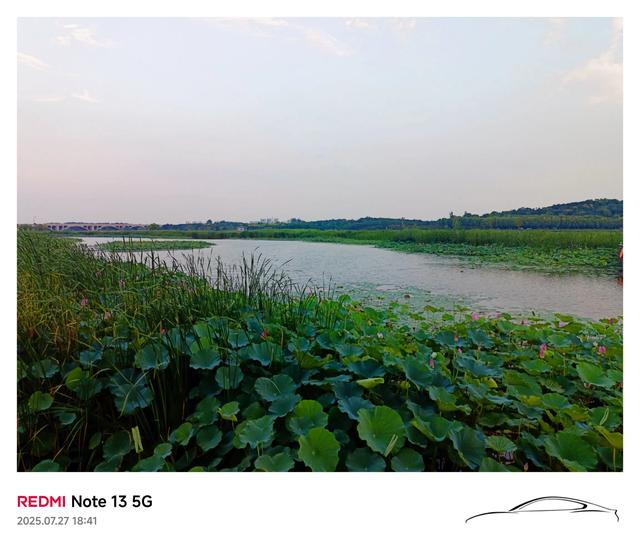 滹沱河观荷
