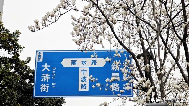 城事新探 | 太子湾郁金香上线，樱花、玉兰争相绽放，杭城这里“含春量”100%🤩🤩🤩