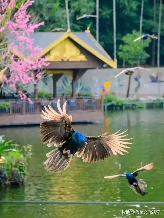 北回归线上的绿宝石：西双版纳的暖冬秘境