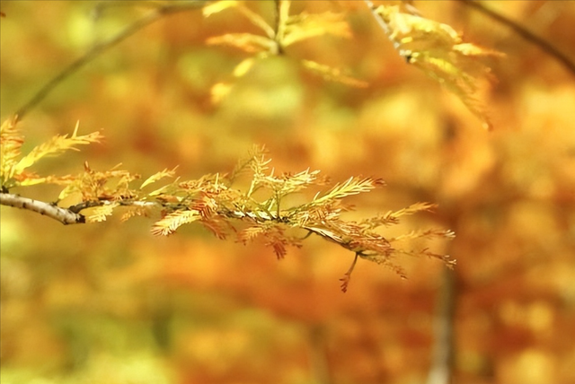 人一过60，永远不要在熟人面前，说以下几句话，谁说谁后悔，切记