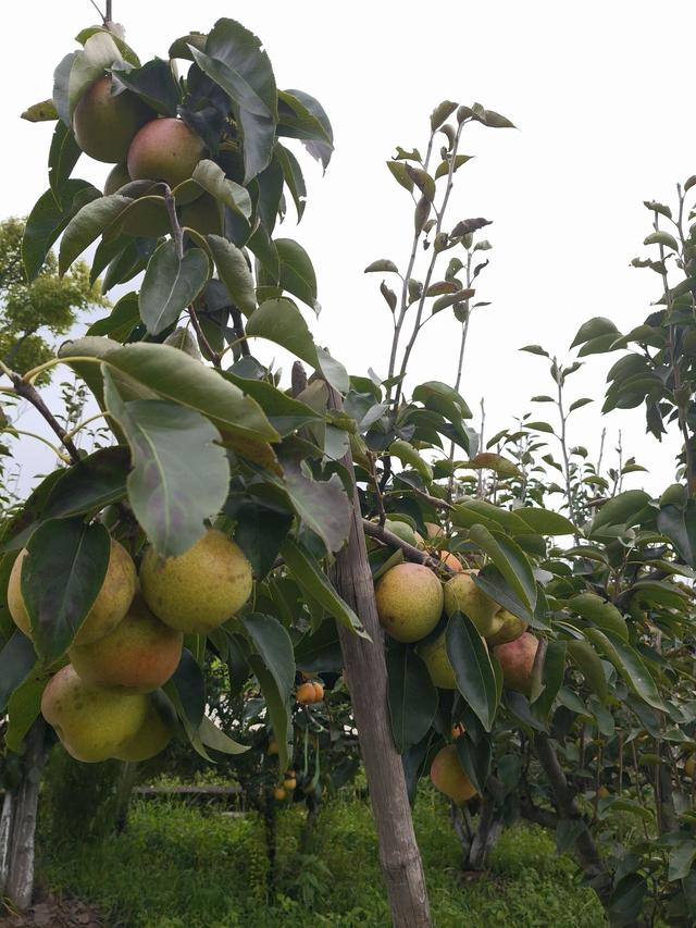 云南大理风景美如画，美食香飘四溢