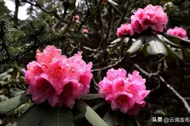 丽江初夏的杜鹃花海美到心底图片