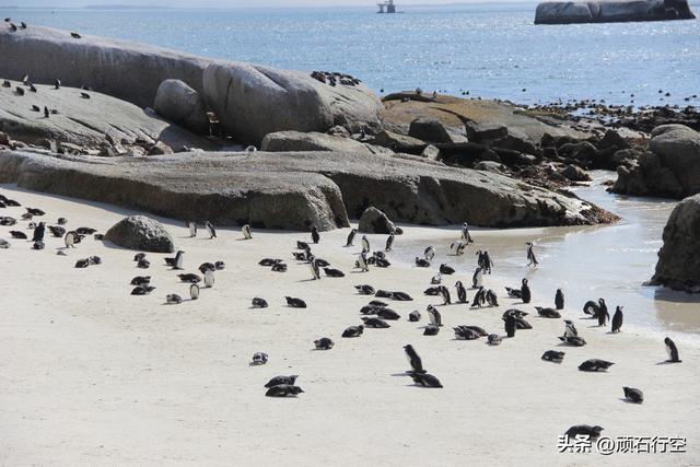 南部非洲：南非开普敦企鹅岛