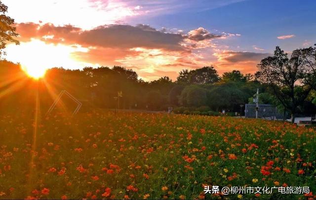 不出远门一样精彩！柳州各大公园日程表出炉，照着玩就对了→