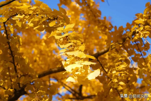 昆明冬日限定的金色浪漫，已加载完成！就藏在昆明这条街……
