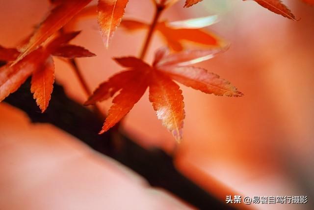 香山红叶摄影进阶：必须掌握这6个实战技巧，张张出大片成顶流