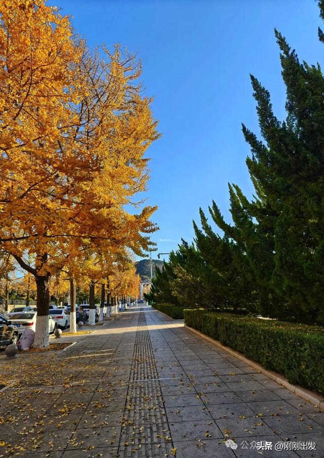 大连市内现平分秋色美景，特别热闹，秋日限定，太美了