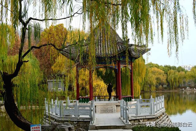 达活泉：公园披金衣，满目黄金柳（图）