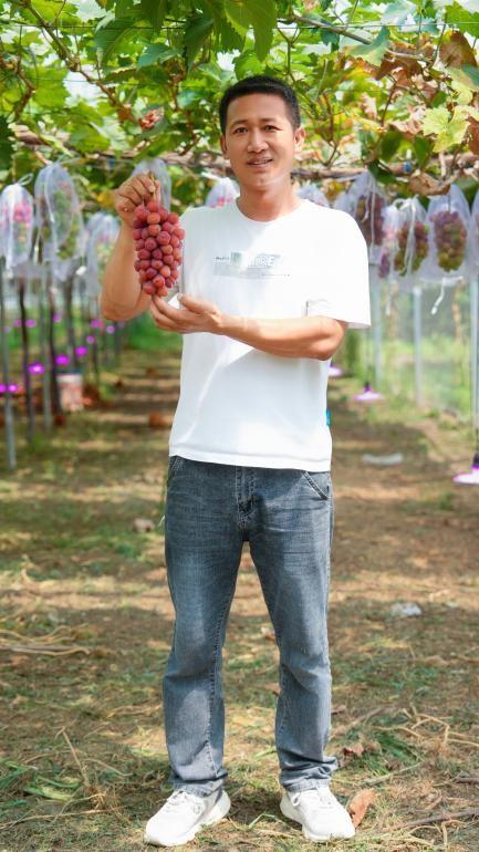 西安高新区葡萄采摘攻略：邂逅田园美味，共赴甜蜜之约