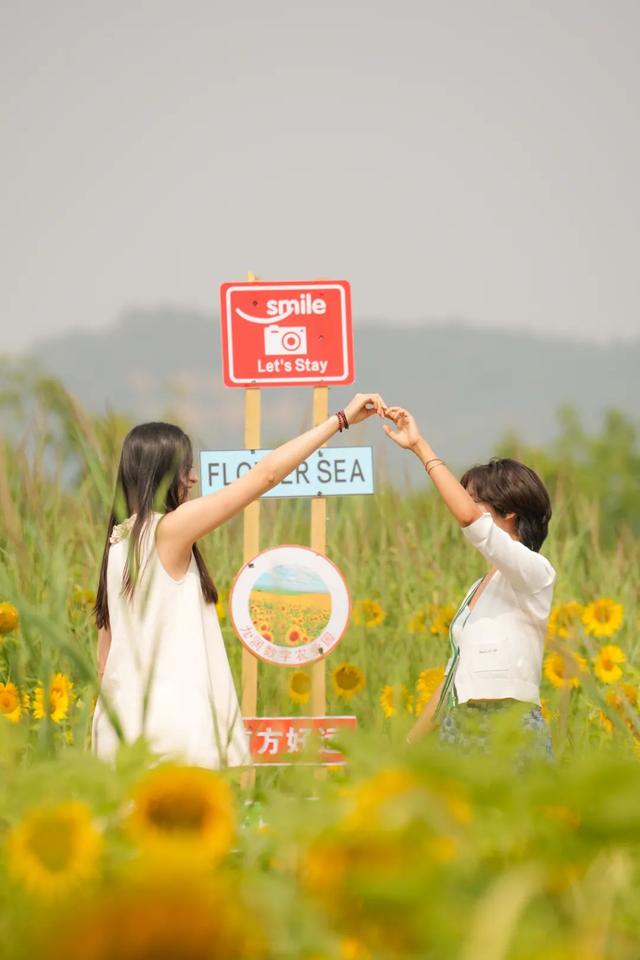 太原市万柏林区：百亩向日葵花海爆红