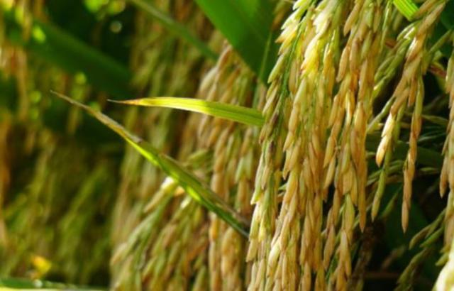 央媒通报！又一间谍行为曝光，作案手法阴险，粮食安全受威胁