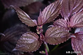 民间仙草 紫苏图片