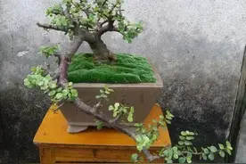 金枝玉叶盆景造型图片