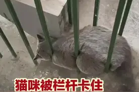 猫咪被栏杆卡住，好心人灵魂发问：你出不来了图片