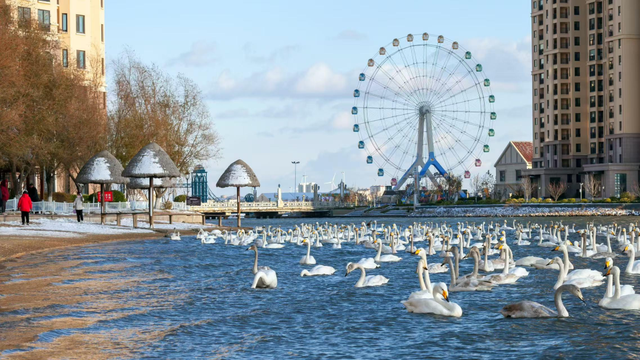 天鹅畅游圈剧透：五部恋歌，首篇「天鹅絮语」上线！