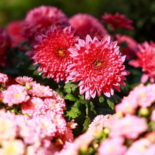 230种“秋韵”上线！拱墅这片花海藏不住了