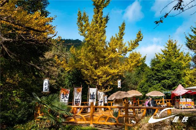 金叶映古驿！妥乐千年诗意，此刻正当赴