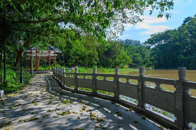 深圳最值得去的6个公园推荐！全部免费，地铁直达，好玩又好拍！