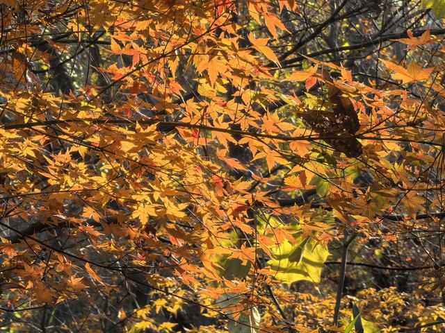 南京老山郊野一日徒步，从狮子岭兜率寺到汤泉惠济寺