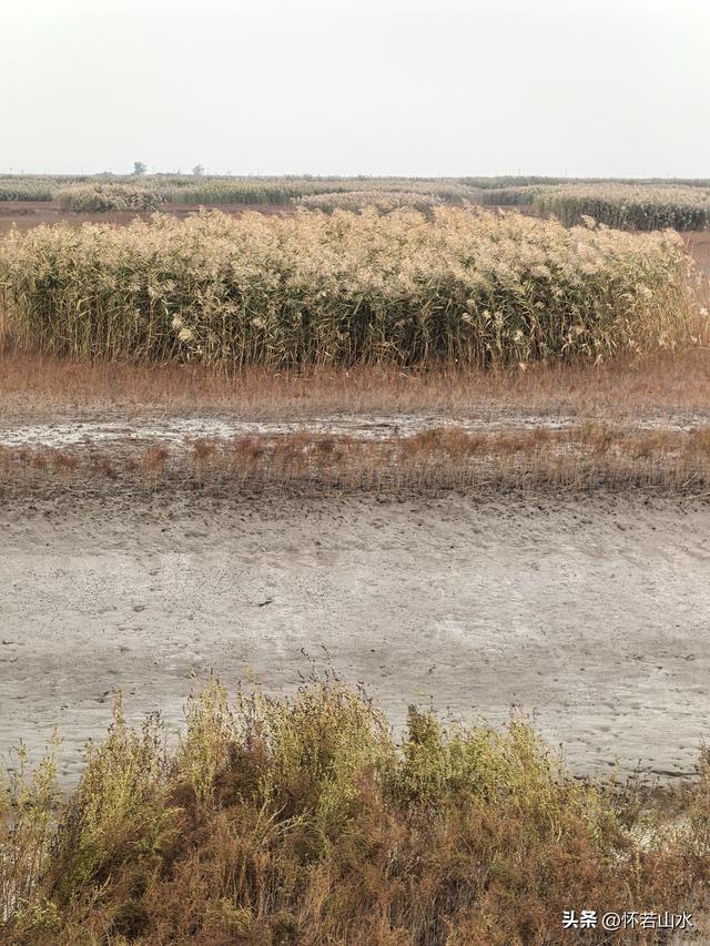 2025辽宁赏秋之旅日记(6)——到辽河口中国最北海岸线看日出 观鸟