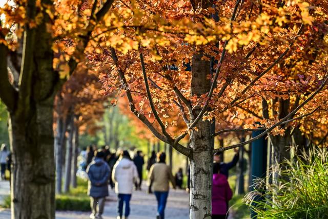 藏不住了！北京通州这条4.4公里“红叶大道”，美到封神~