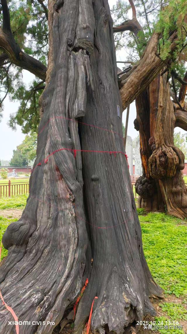 孔林关林松，揖向轩辕柏