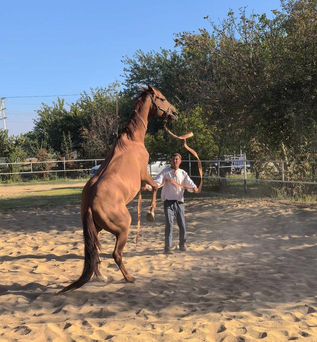 中亚五国行（18）——圆梦汗血宝马【土库曼】