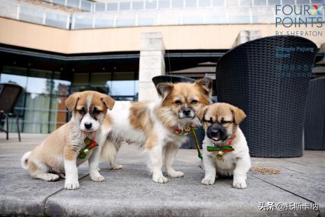 “爪爪心愿·暖冬童话夜”圣诞亮灯温情启幕萌宠与爱共绘冬日美好