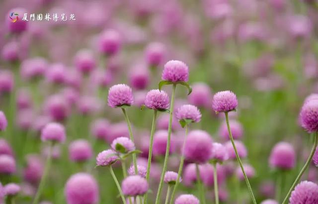 厦门秋季花海上新！红火焰、粉花海、黄金雨、橙灯笼……邂逅9月浪漫~