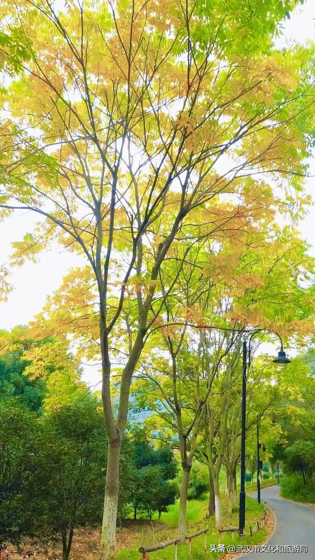 啊“秋”，彩林已上线，快收下这份斑斓！