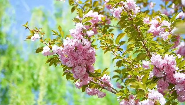 甘南:一半春雪 一半花海