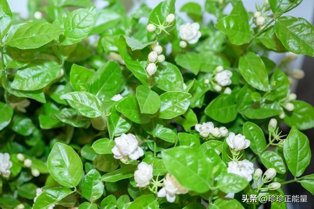 岁月安然，心已素闲，愿你一路悲欢，一路遇见