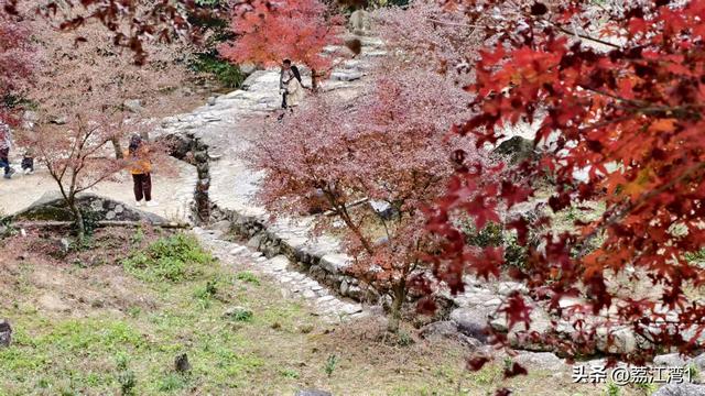 蓝山谷记：与十万株红枫的相遇