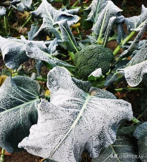 “白天立冬，穿单衣；晚上立冬，冻死牛”，今年立冬在几点？