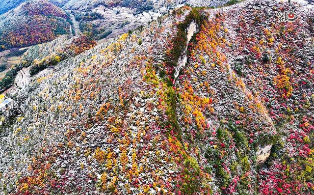 万花瞳｜限定版“彩林森林” 这是属于山城的冬日浪漫