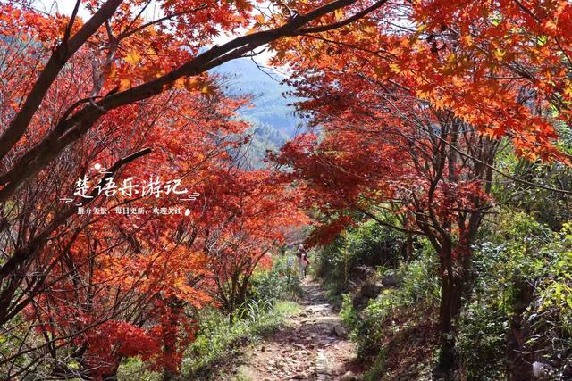 浙江宁波这两条古道堪称黄金组合，景色比油画还要美，游玩正当时