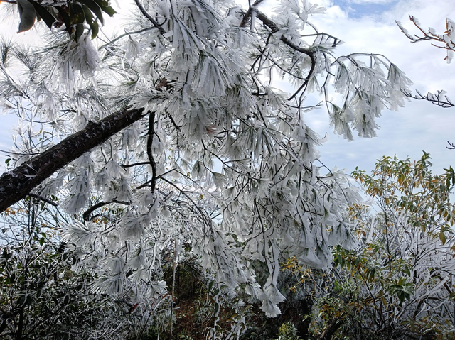 粤北山巅现雾凇奇景，乐昌马王殿冰晶映日如缀星子