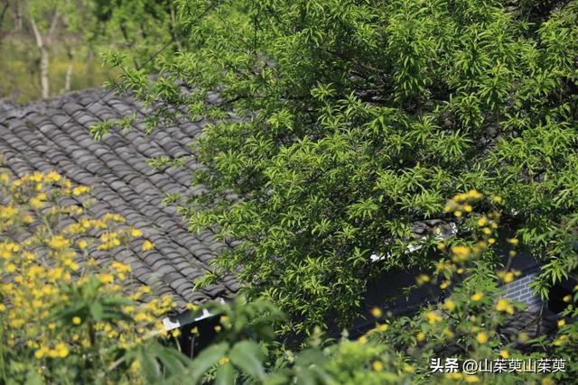 2023年春重庆探亲游（上篇）