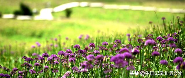 六盘水韭菜坪：踏秋避暑的梦幻仙境，野生韭菜花惊艳绽放！
