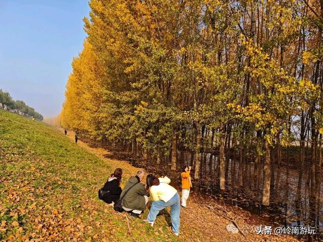 从西安出发1小时,隐藏在高陵河堤路边水上森林,美的令人窒息!