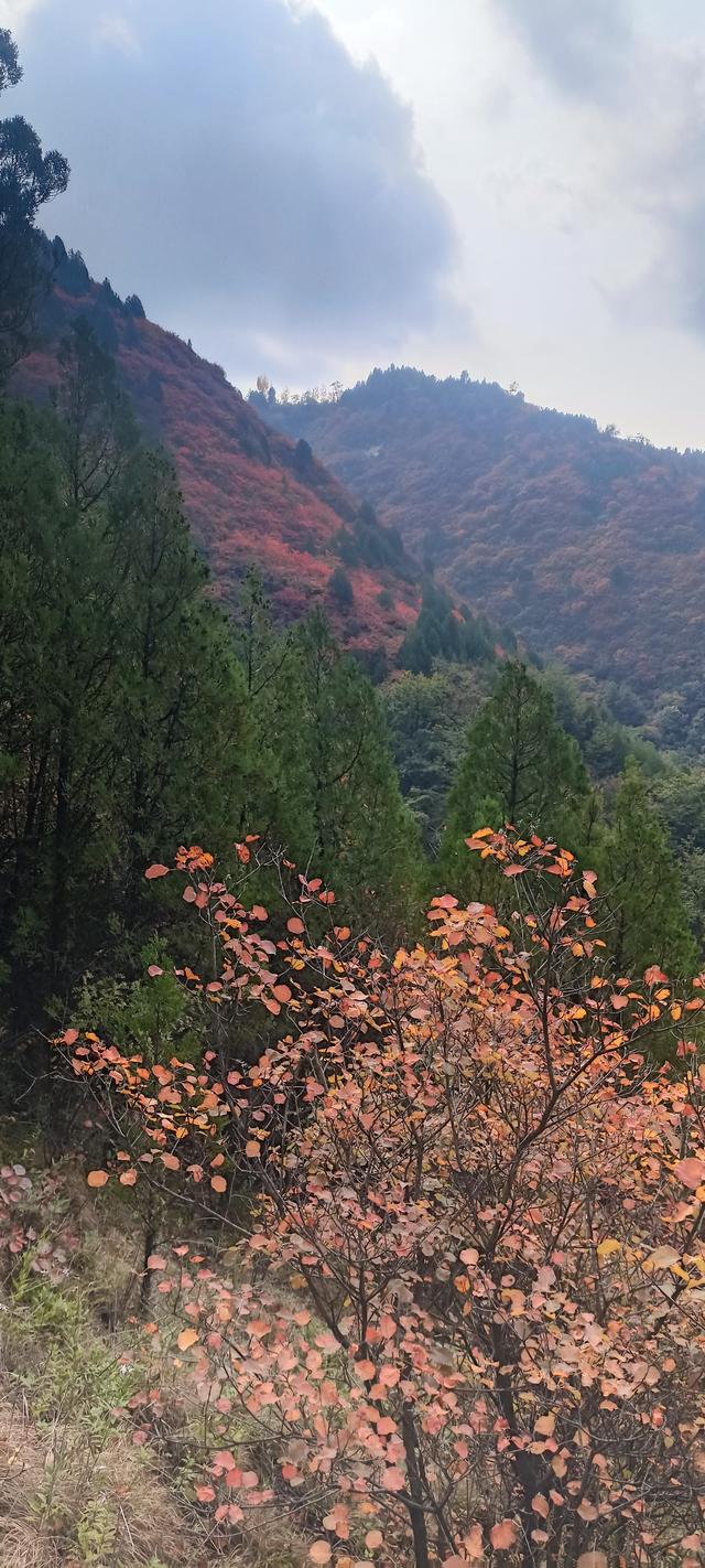 骊山红叶似火 车辆行人如织