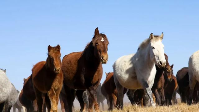 亚洲第一天然草场，中国名马河曲马诞生地，海拔3400米的湿地美翻